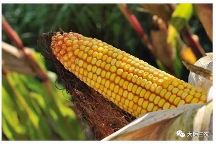 种玉米用什么样肥料好？