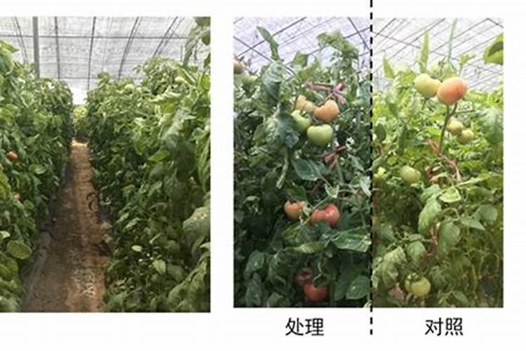 纳米富硒水稻种植技术应用展示