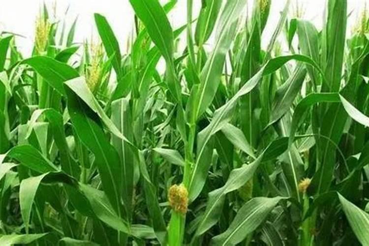 夏玉米追肥新讲究