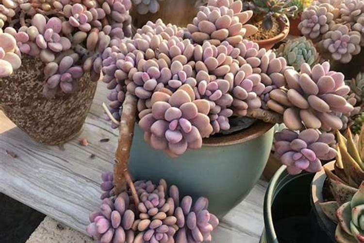 多肉植物怎么栽种