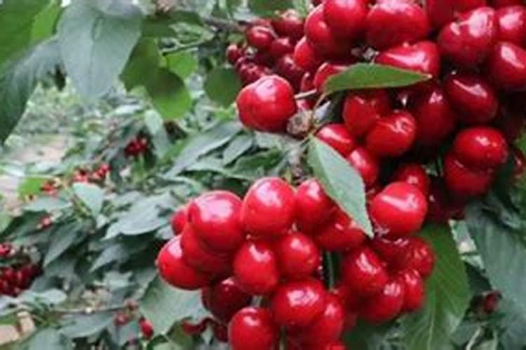 怎样施肥才能提高大樱桃的坐果率