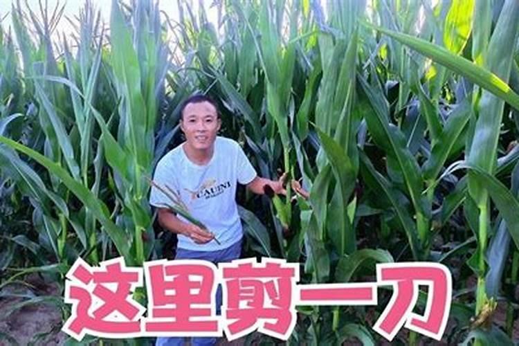 芸苔素喷玉米真的能增产吗(玉米喷施使用芸苔素最佳时间)