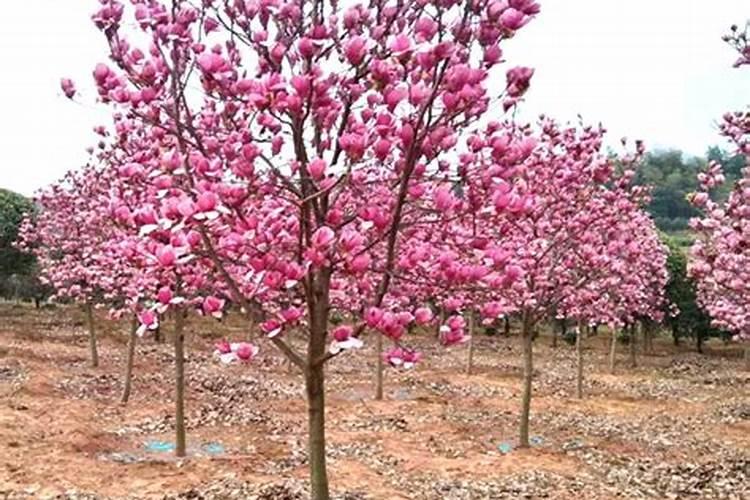 白玉兰怎么繁殖