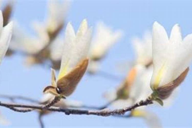 白玉兰树怎么养,6小时以上散光和20℃适宜温度