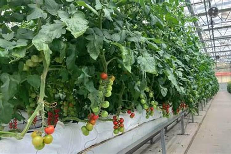 请问谁知道 LP尿素中 LP50,LPss100,LPs100等是什么意思么