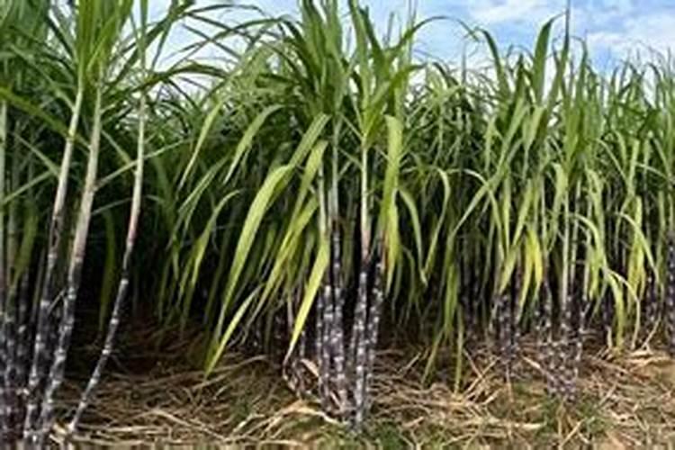 甘蔗叶面肥什么时候用最好