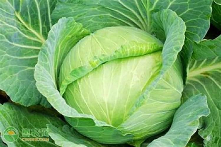 育的花菜白菜包菜苗出土后多少天可打点叶面肥？