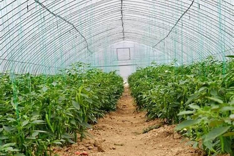 蔬菜苗种多久施肥 蔬菜苗长多久后施肥最合适