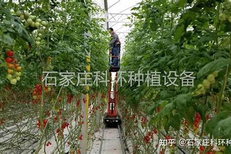 番茄的施肥方法