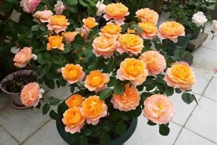 春天月季花换盆没加底肥以后怎么施肥