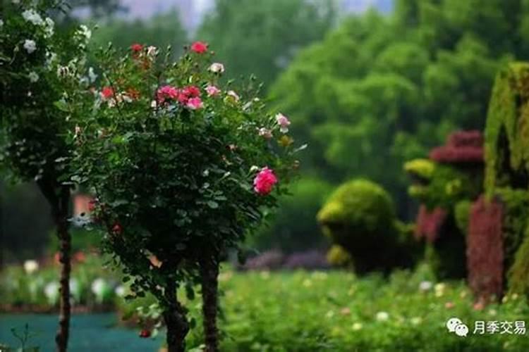 月季花施什么肥？