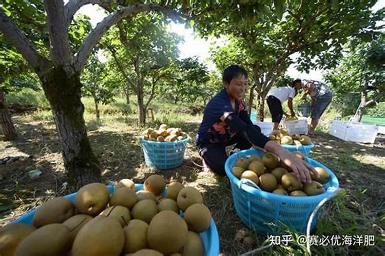 中微量元素不能和什么肥混用