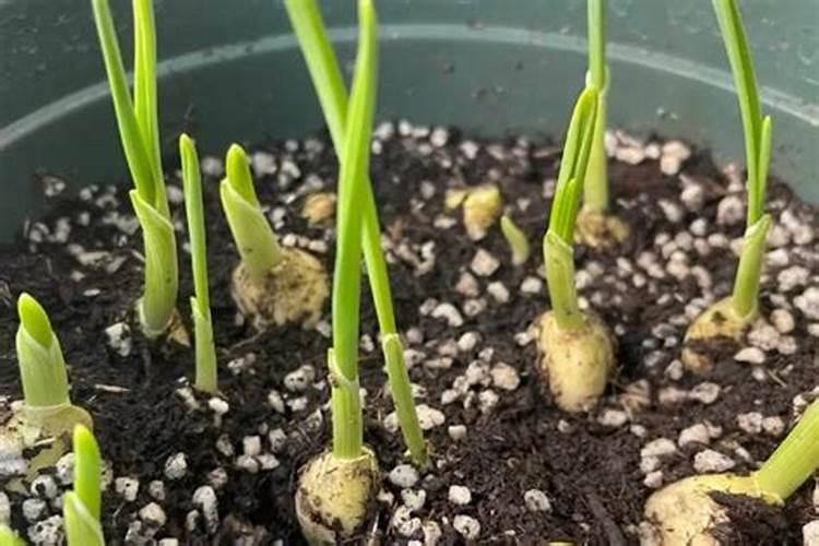 种大蒜可以用复合肥做底肥吗 种大蒜怎么施肥