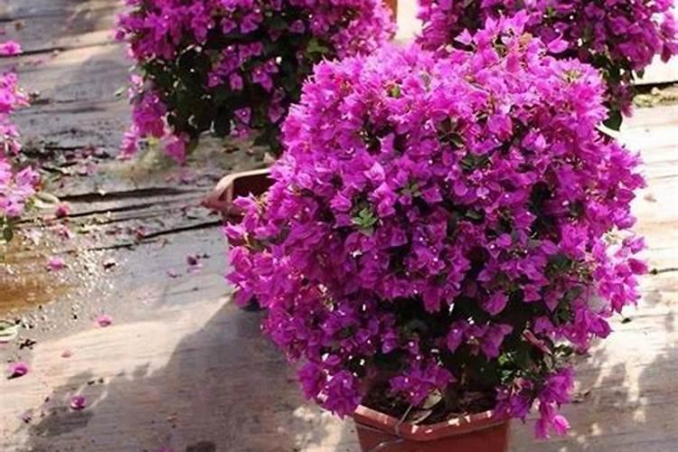 为啥买的三角梅没有根