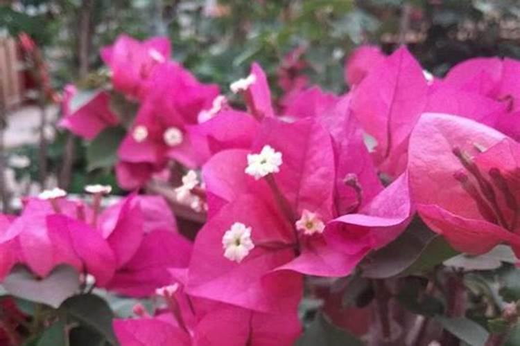 三角梅不长新枝怎么办？为什么会这样？