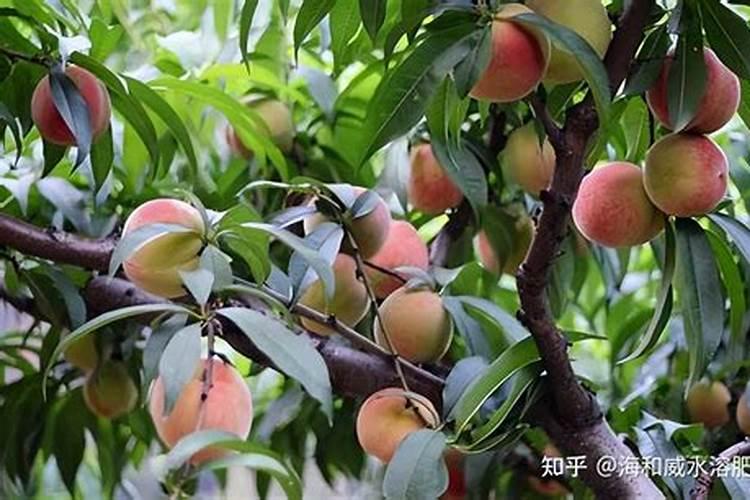 桃树可喷施硝酸镁叶面肥吗