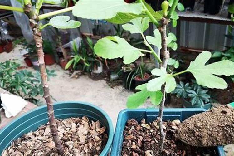 无花果树用什么肥料好