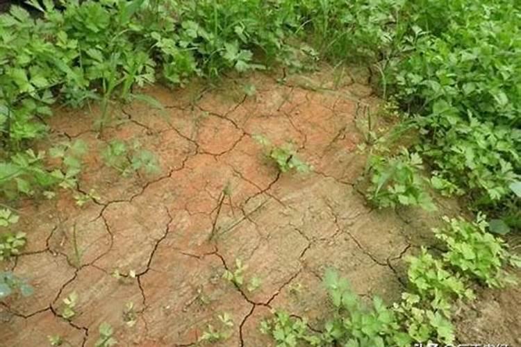 8月份初苹果怎么施肥