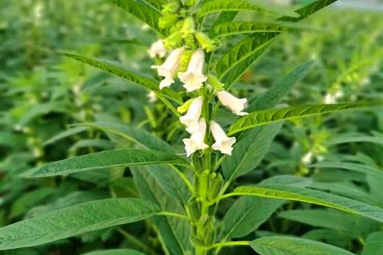 芝麻总样产量高