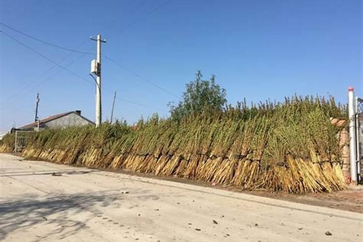 芝麻高产田间管理 芝麻养殖需要注意什么