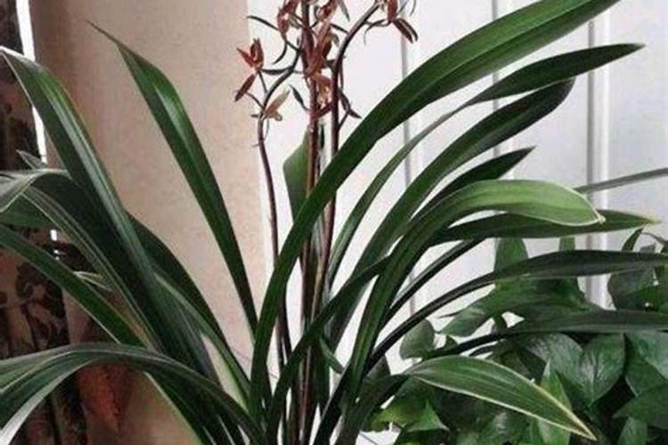 牡丹花叶子可以喷水吗