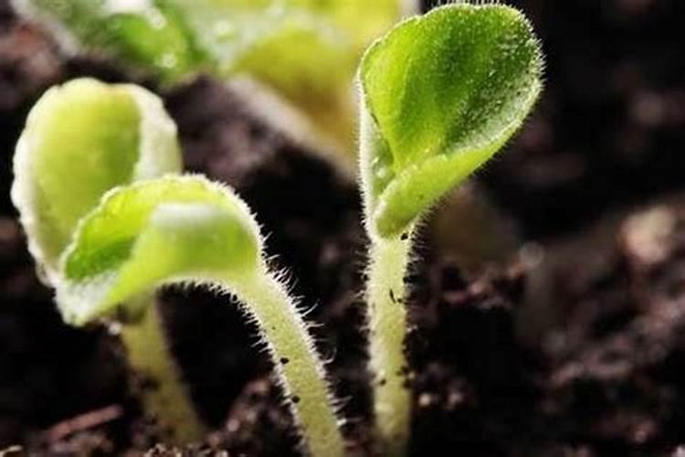 在设施蔬菜栽培中怎样施用硼肥？