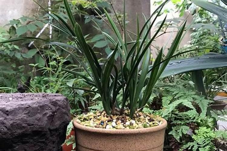 兰花分株后如何浇水施肥？