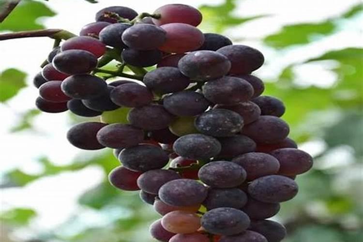 阳光葡萄能便用钙镁硼锌铁叶面肥加望揪叶面肥能混合使用吗？