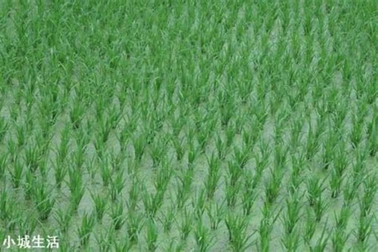 水稻钾肥的正确使用方法及注意事项