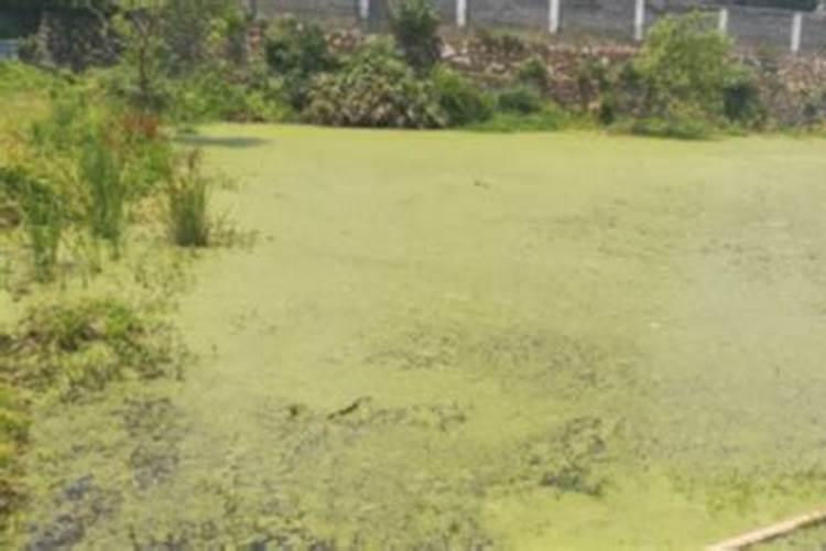 露台鱼池换水不到2天就变绿了,怎么回事