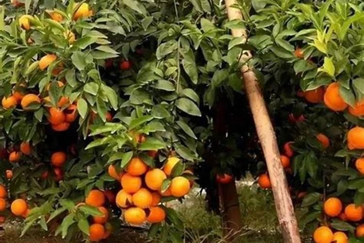 怎么加速柑橘枝条老熟？