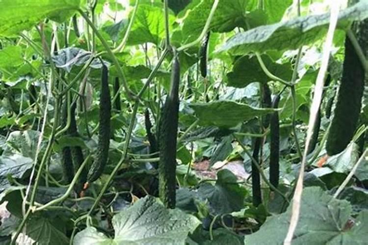 黄瓜雷雨打了怎么办？