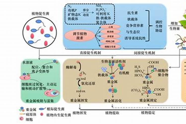 腐植酸叶面肥的具体作用是什么？什么时候用效果最好？