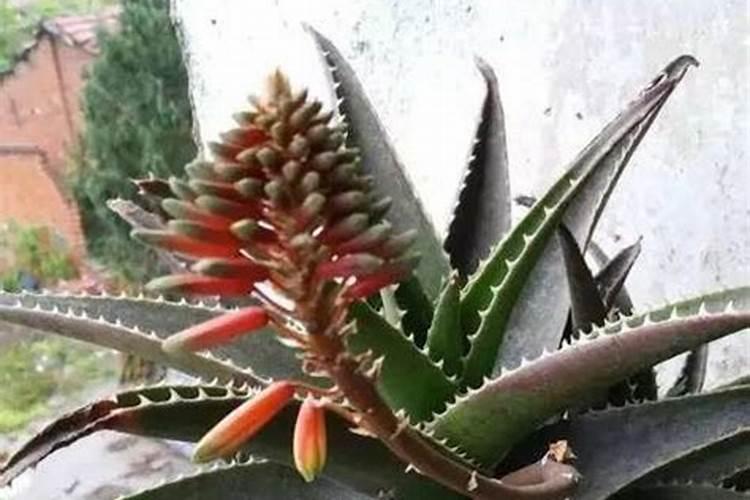 花卉专用肥料应该怎样选用？