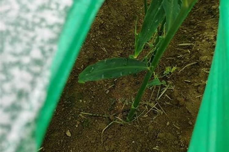 种植大姜后期用什么肥料好？