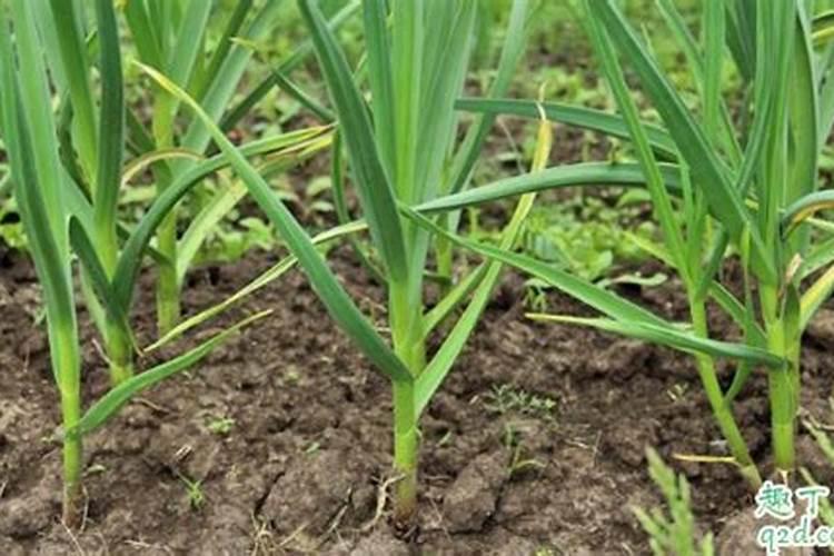 大蒜后期生长肥料怎么巧施用？