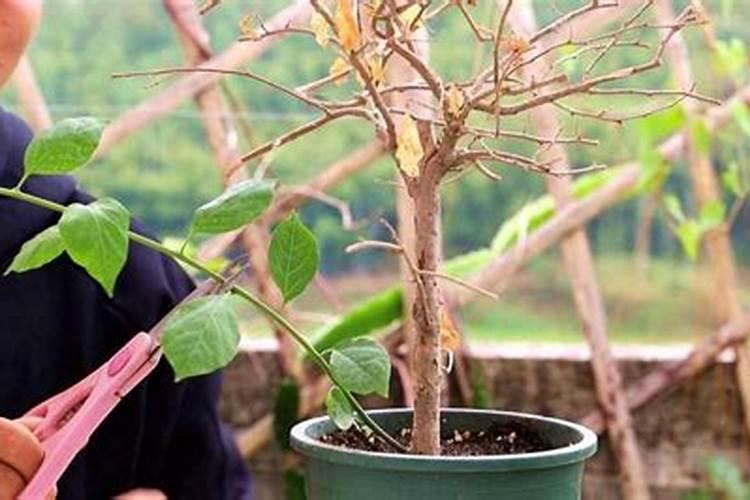 过量施肥后三角梅叶子脱落怎么办？碰黄叶脱落的原因及解决方法