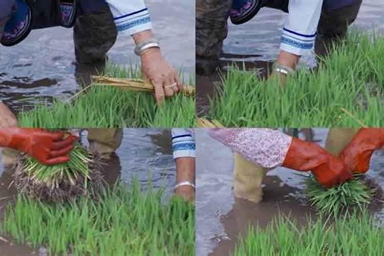 秧苗插下去十五日施什么肥