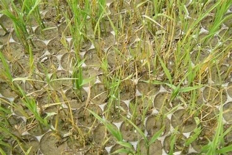 种植水稻用什么肥料好