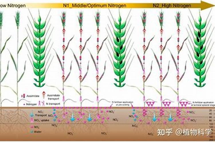 施氮肥后多久可再施 间隔几天再施氮肥