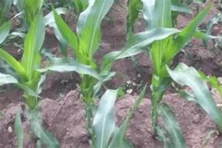 着色增甜叶面肥,哪个好用？