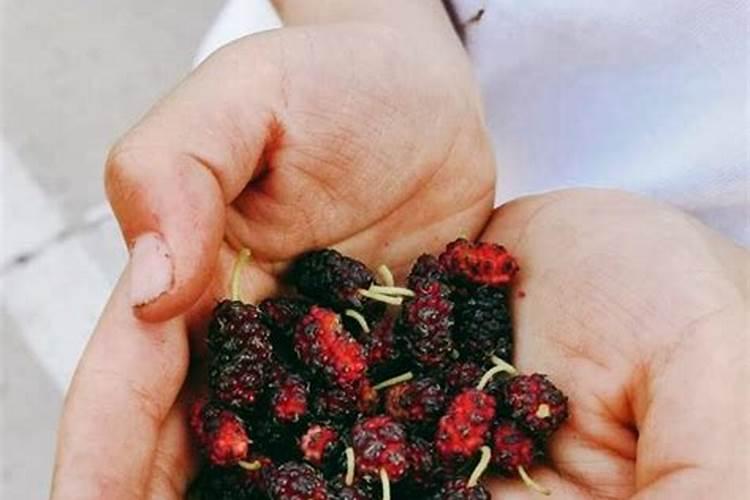 桑葚树浇什么肥果会甜