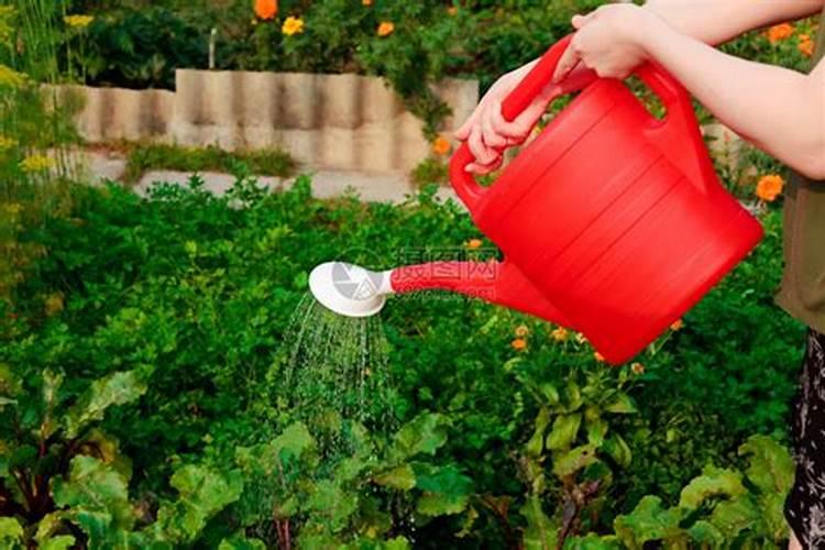 桑葚树浇什么肥果会甜