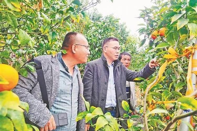 玉树适合养在室内吗