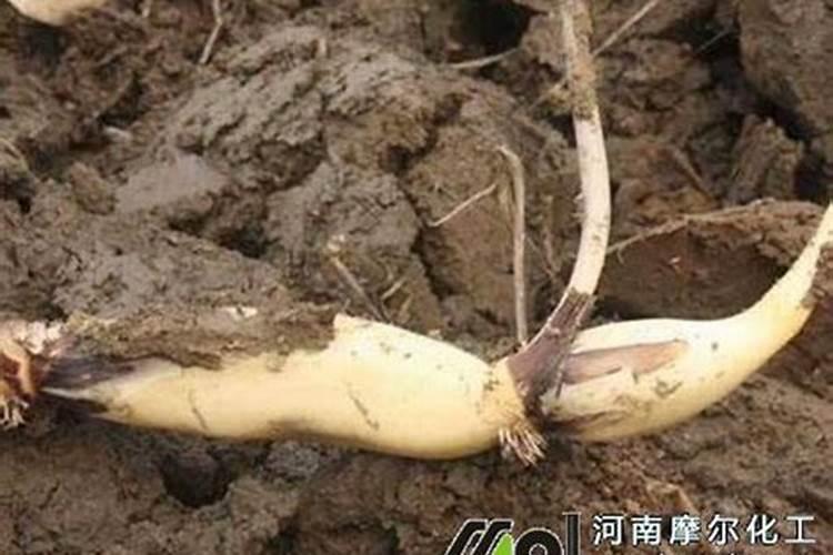 各地油菜花的开花时间一样吗？