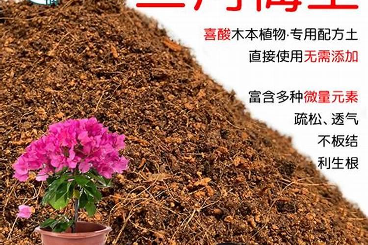 三角梅怎样施肥才会经常开花 三角梅如何施肥才会经常开花