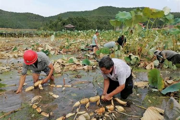 莲藕最佳种植时间