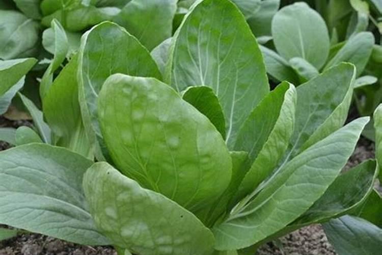 油菜治虫时硼肥能和药水共施喷雾吗？