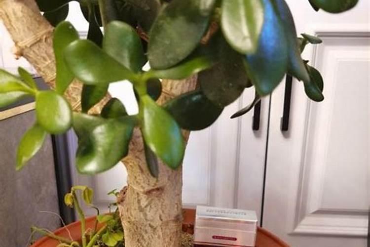 玉树叶子干瘪了怎么才能缓过来 玉树叶子干瘪了怎么样才能缓过来百度知 ...