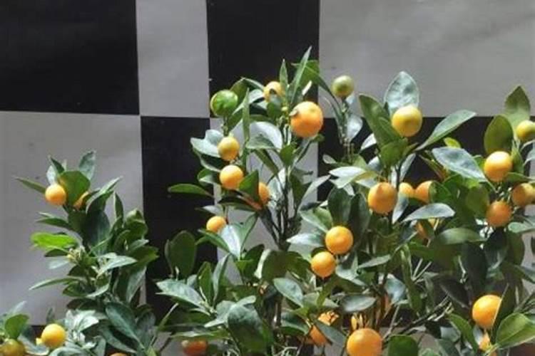 花卉养护常见问题有哪些？